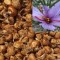 15 Bulbi de sofran Crocus Sativus pentru condiment sofran