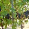 Struguri 1001 || Capsunica || Producator alb