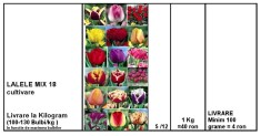 Bulbi Lalele La Kilogram Mix 18 marime 5/12 cu 40 Ron / Kg foto