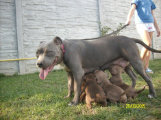 Caini red nose &amp;amp; blue nose - apbt foto