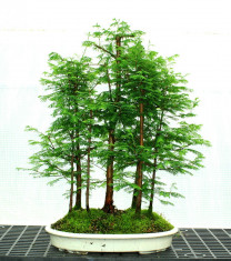 10 seminte Metasequoia Perennial Bonsai Dawn Redwood foto