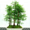 10 seminte Metasequoia Perennial Bonsai Dawn Redwood