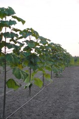 Vindem butasi de PAULOWNIA shan tong foto
