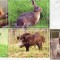 Fauna - Carti Postale din Moldova 2015