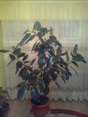 Vand FICUS frumos foto