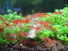 Creveti red cherry - RCS foto