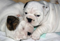 Dragu? Bulldog francez disponibil pentru adoptie foto