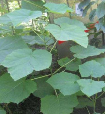 Vand puieti paulonia / paulownia elongata 1,5 m foto