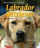 Training Your Labrador Retriever foto