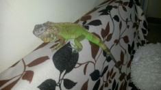 Vand Iguana Verde foto