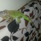 Vand Iguana Verde