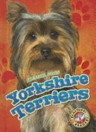 Yorkshire Terriers foto