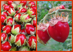 Rosii Litchi &amp;#039;&amp;#039;Morelle De Balbis &amp;#039;&amp;#039; -3 seminte pentru semanat foto