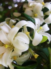Murraya paniculata pitica - Jasmin Asiatic - 2 seminte pentru semanat foto