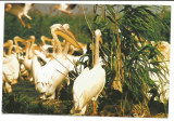 @carte postala(ilustrata)-DELTA DUNARII-Colonie de pelicani