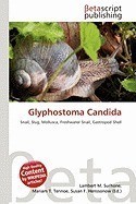 Glyphostoma Candida Glyphostoma Candida