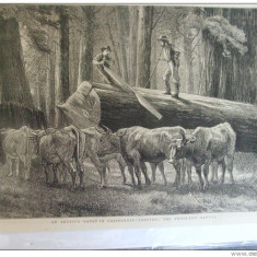 Grafica 3 iunie 1876 The Graphic California taietori de lemne