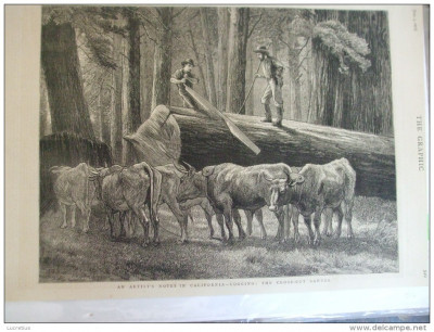 Grafica 3 iunie 1876 The Graphic California taietori de lemne foto