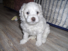 bichon maltese fetita mini toy foto