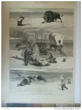 Grafica 10 februarie 1877 The Graphic vanatoare bizon America Nord buffalo