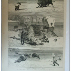 Grafica 10 februarie 1877 The Graphic vanatoare bizon America Nord buffalo