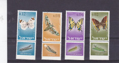 Fauna fluturi cu TAPS ,Israel. foto