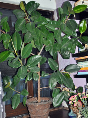 Ficus, 10 ani foto