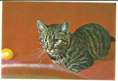 @carte postala(ilustrata)-PISICI foto