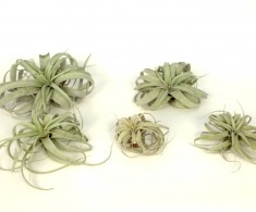 Tillandsia xerografica, plante aeriene, epifite foto