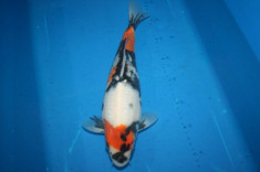 Koi showa foto