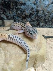 Gecko Leopard foto