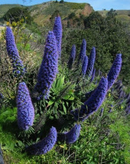 Seminte rare - Echium fastuosum - 4 seminte pentru semanat foto