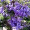 1000 Seminte Paulownia Shantong + Instructiuni si Stimulent Inradacinare ATONIK