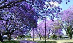 1000 Seminte Paulownia Elongata + Instructiuni si Stimulent Inradacinare Atonik foto