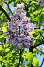 1000 Seminte Paulownia Tomentosa + 50 Seminte Goji + 50 Seminte Lavanda + Bonus foto