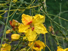 Seminte rare de Parkinsonia aculeata -2 seminte pentru semanat foto