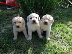 Catei labrador de vanzare foto