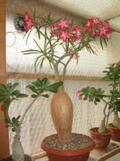 Seminte rare de Adenium Somalense - 2 seminte pentru semanat foto