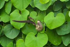 Seminte rare - Aristolochia macrophylla ,pt gradina in Romania - 2 seminte foto