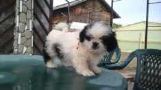 Pui SHIH TZU - Animale de companie foto