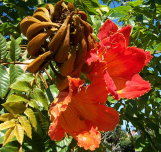 Seminte rare Copac De Lalele African - spathodea campanulata -3 seminte semanat foto