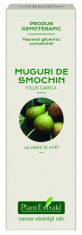 Extract concentrat din muguri de smochin (FICUS CARICA) foto