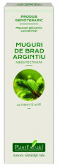 Extract concentrat din muguri de brad argintiu (Abies pectinata.) foto