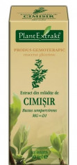 Extract din mladite cimisir 50 ml (BUXUS SEMPERVIRENS) foto