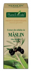 Extract din mladite de maslin (OLEA EUROPAEA) foto