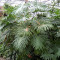 Seminte rare de Philodendron bipinnatifidum - 3 seminte pt semanat