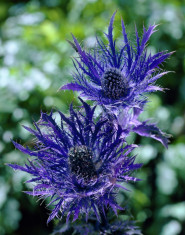 Seminte rare de Eryngium alpinum - 3 seminte pt semanat foto