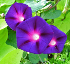 Seminte de Ipomoea purpurea - 2 seminte pt semanat foto