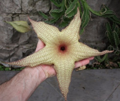 Seminte rare de Stapelia Gigantea -3 seminte pentru semanat foto