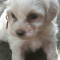 Pui Bichon